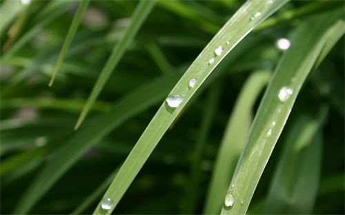 拉糖机器视频教程,水果串裹糖要裹均匀才算成功糖葫芦造型简单